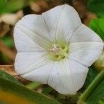 Convolvulus farinosus 花