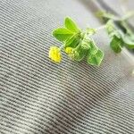 Trifolium campestre List