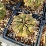 Gymnocalycium anisitsii Ліст