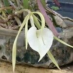 Brassavola acaulis Flower
