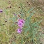 Vernonia noveboracensis Leaf