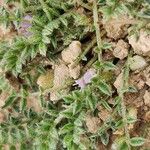Astragalus sesameus Fruit