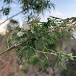 Chamaecytisus prolifer Blatt