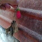 Coccinia grandis Fruit