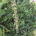 Sideritis montana Flower