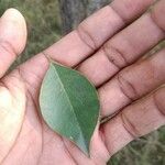 Dalbergia sissoo Leaf