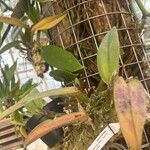 Cattleya harrisoniana Blatt