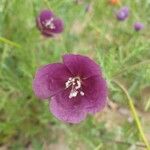 Roemeria hybrida 花
