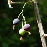 Ribes divaricatum Frucht