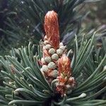 Pinus albicaulis Kukka