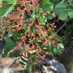 Pistacia terebinthus Fruit