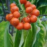 Celastrus orbiculatus Fruit