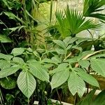 Amorphophallus titanum Blad