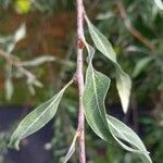 Pyrus salicifolia Leaf