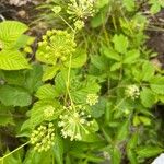 Aralia hispida 花