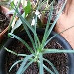 Allium ascalonicum Leaf