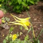 Aquilegia chrysantha Blüte