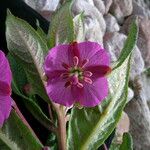 Epilobium conspersum Агульны выгляд