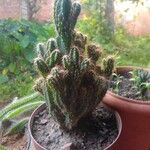 Cereus jamacaru List