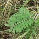 Tephrosia noctiflora Feuille