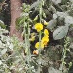 Crotalaria spectabilis Blad