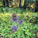 Cirsium edule Blomst