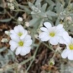 Cerastium tomentosumFlower