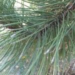 Pinus leucodermis Likasa