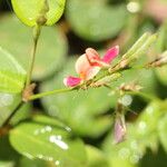 Calopogonium mucunoides Flower