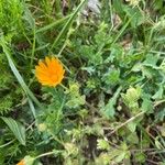 Calendula arvensisFlor