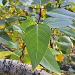 Populus balsamiferaFolha