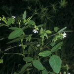 Moutabea guianensis Habitus