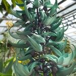 Strongylodon macrobotrys Flor