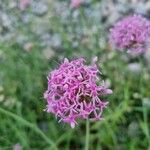 Valeriana angustifolia Blüte