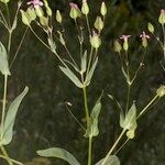 Vaccaria hispanica 花