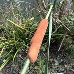 Typha domingensis Levél