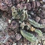 Caralluma munbyana Leaf