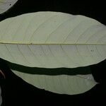 Otoba novogranatensis Feuille