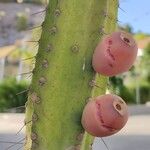 Cereus hexagonus Fruit