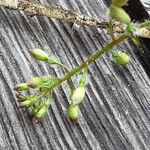 Circaea lutetiana Fruit