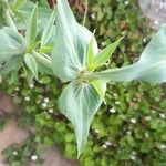 Valeriana rubra Leaf