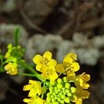 Rorippa brachycarpa Flower