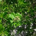 Conocarpus erectus Flor
