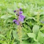 Salvia × sylvestrisKvět