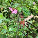 Begonia fischeri Кветка