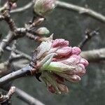 Viburnum × bodnantense Blomma