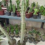 Praecereus euchlorus Feuille