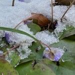 Hepatica nobilis Leaf