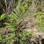 Lysiloma latisiliquum Habit