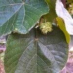 Dombeya wallichii Blad